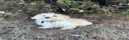 Maltipoo dogs for sale: Maltipoo Puppies for Sale  in London - Advert 2