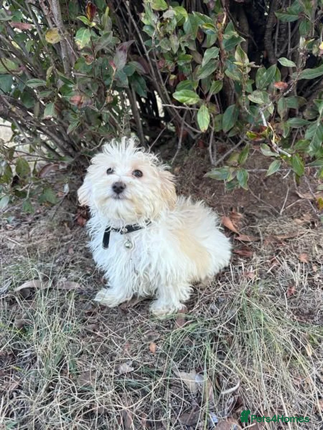 Maltipoo dogs for sale: Maltipoo Puppies for Sale  in London - Advert 2