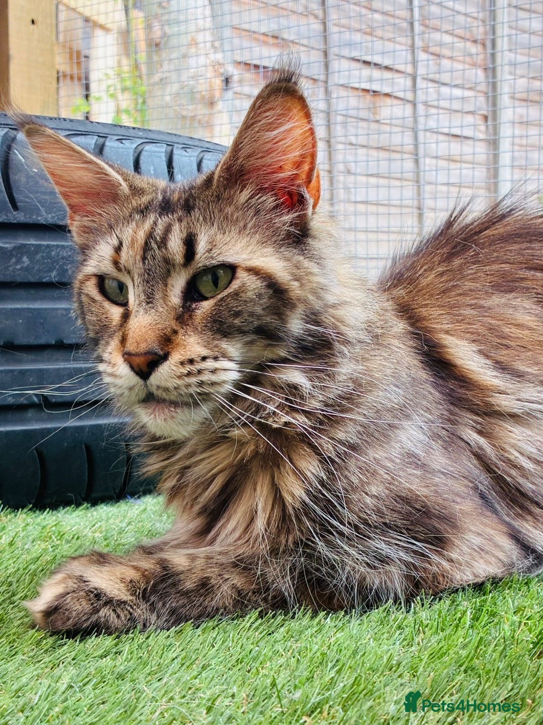Maine Coon cats for sale: Premium Maine Coon fluffballs😻🐾 - Advert 2