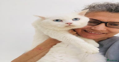 Mixed Breed cats LENNON - MIX TURKISH ANGORA BOY PERFECT HEALTH  - Advert 11