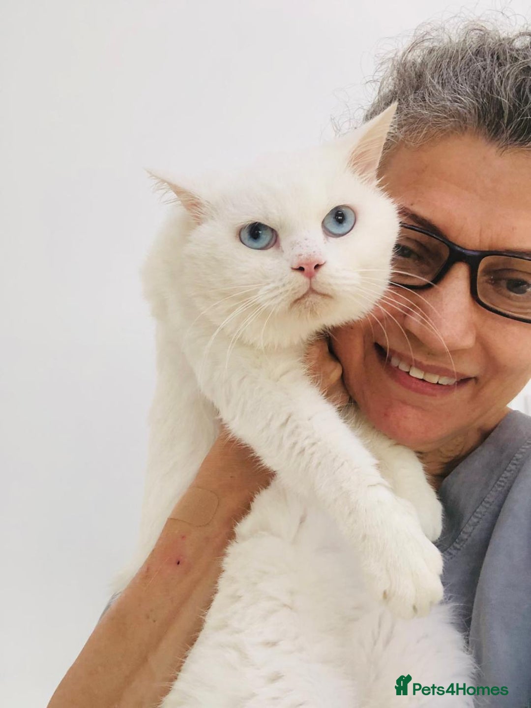 Mixed Breed cats for adoption: LENNON - MIX TURKISH ANGORA BOY PERFECT HEALTH  - Image 2