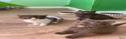 Mixed Breed cats for sale: Adorable Shorthair Kittens – 4 Boys & 1 Girl - Advert 15