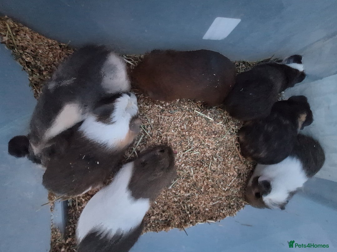 Guinea Pig rodents for sale: Baby male guinea pigs for sale £25 each  - Advert 7