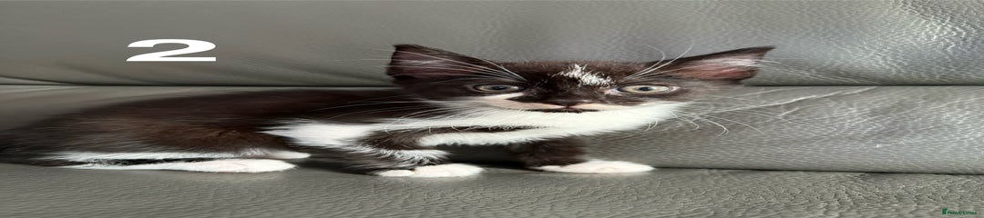 Domestic Shorthair Kitten 2