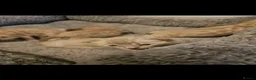 Bengal cats for sale: Snow mink bengals - Advert 9