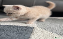 British Shorthair cats for sale: Stunning British shorthair kittens  - Image 11