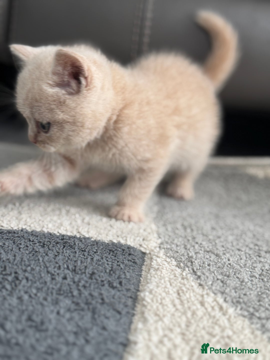British Shorthair cats for sale: Stunning British shorthair kittens  - Image 11