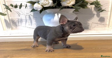French Bulldog dogs - Advert 6