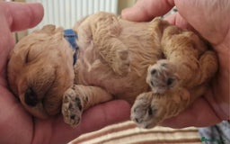 Poochon dogs for sale: Beautiful Poochon Puppies - Image 14