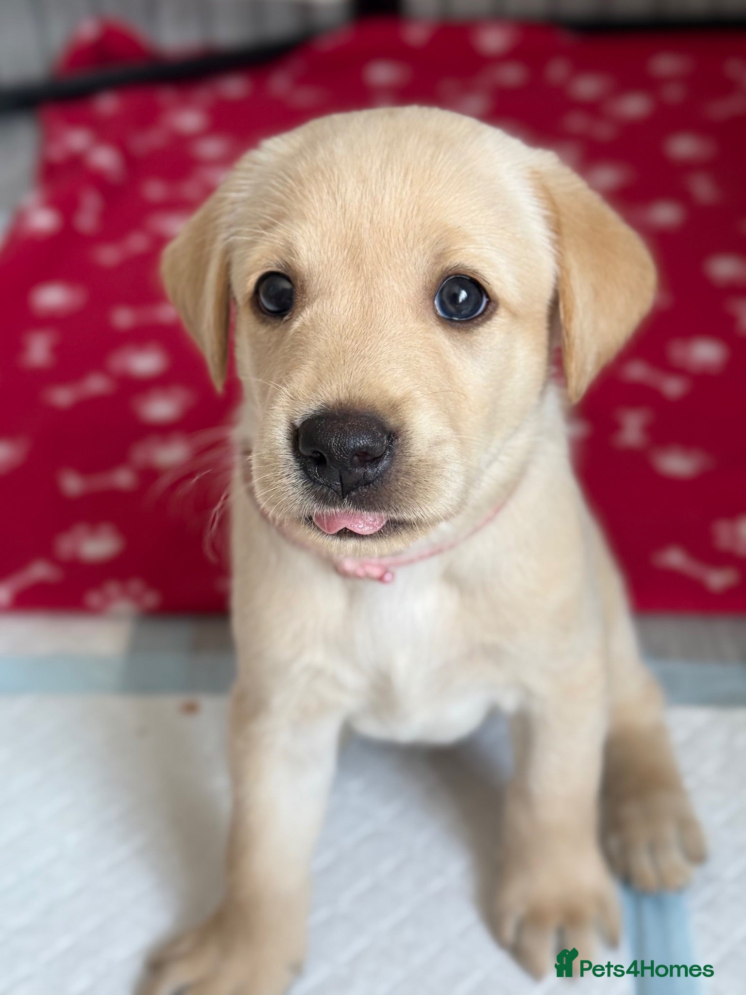 Labrador Retriever dogs KC Registered Working Labrador Puppies 🐾 - Advert 2