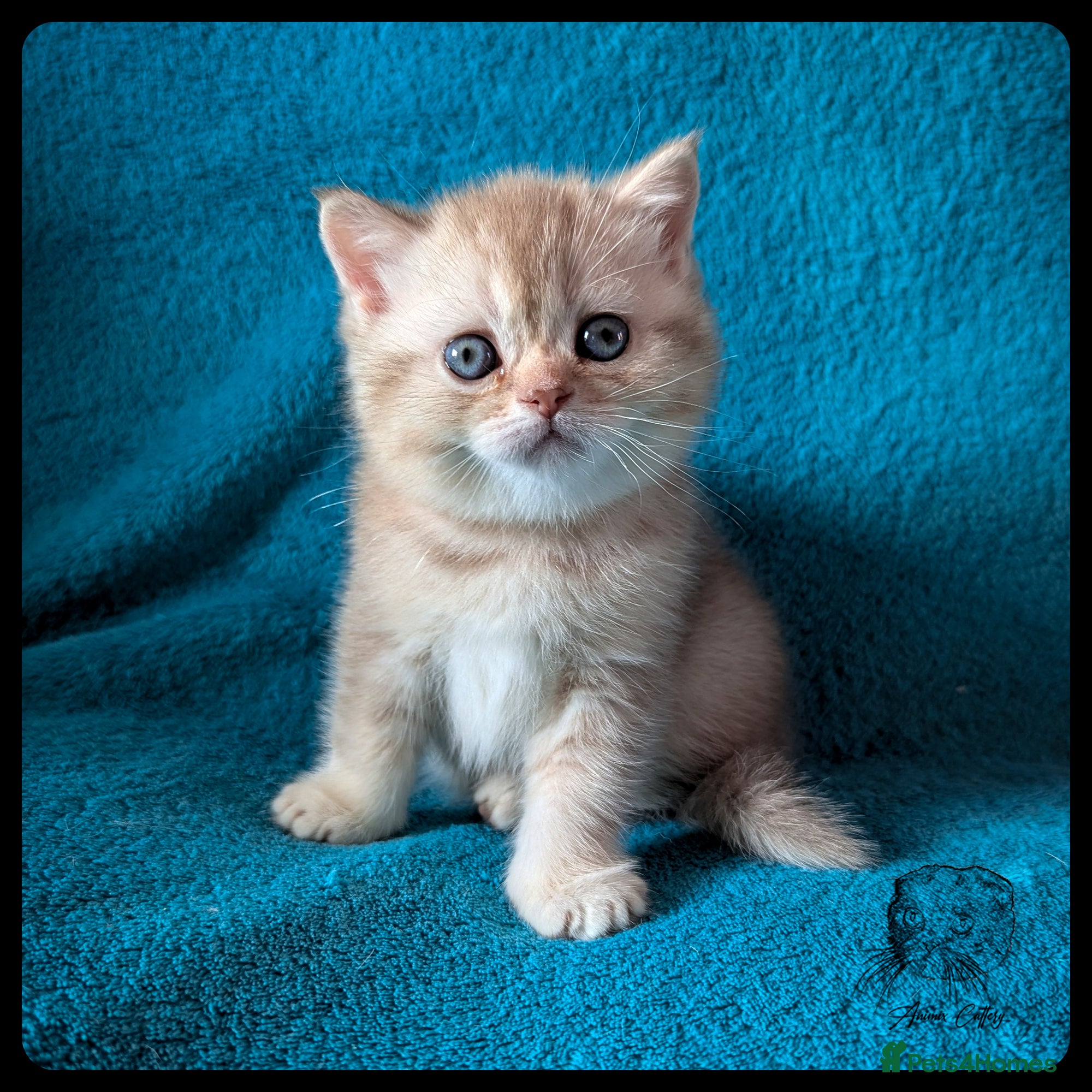Scottish Fold cats TICA Registered Scottish kittens  - Advert 2
