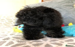 Shihpoo dogs for sale: shihpoo puppies for sale  - Image 11