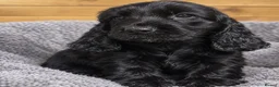 Cocker Spaniel dogs for sale: Cocker spaniel puppies - Advert 3