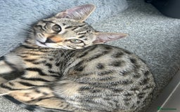 Bengal cats for sale: Bengal kitten  - Image 2