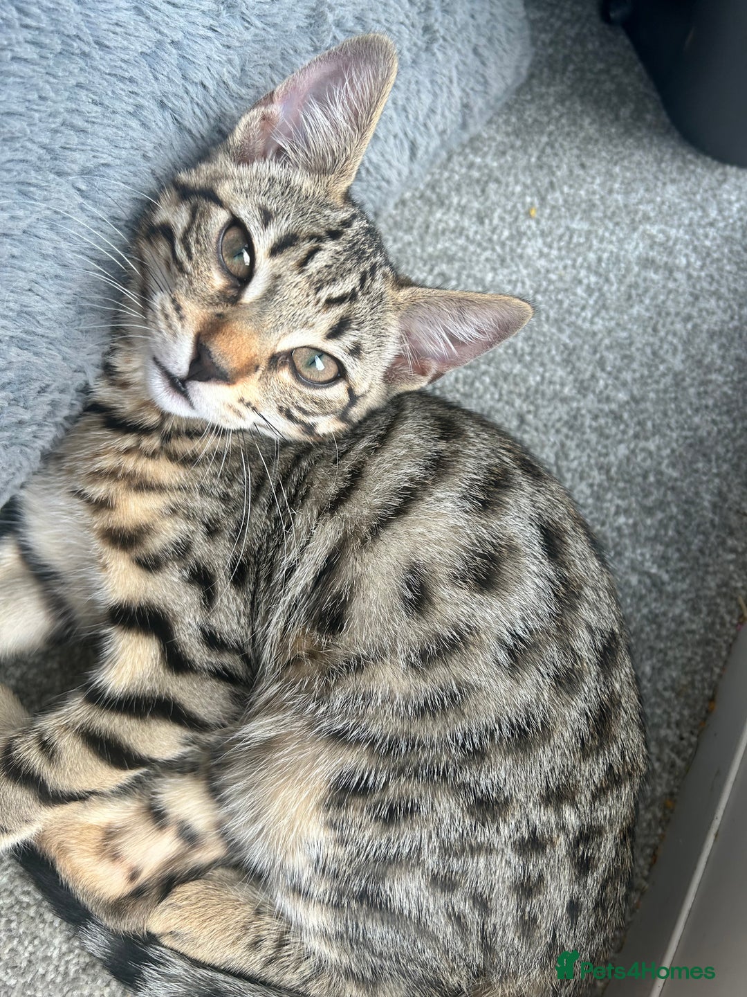 Bengal cats for sale: Bengal kitten  - Image 2