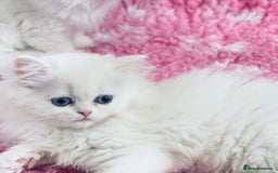 Persian cats for sale: Pure White Persian Girls BLUE EYES & full hearing - Image 7