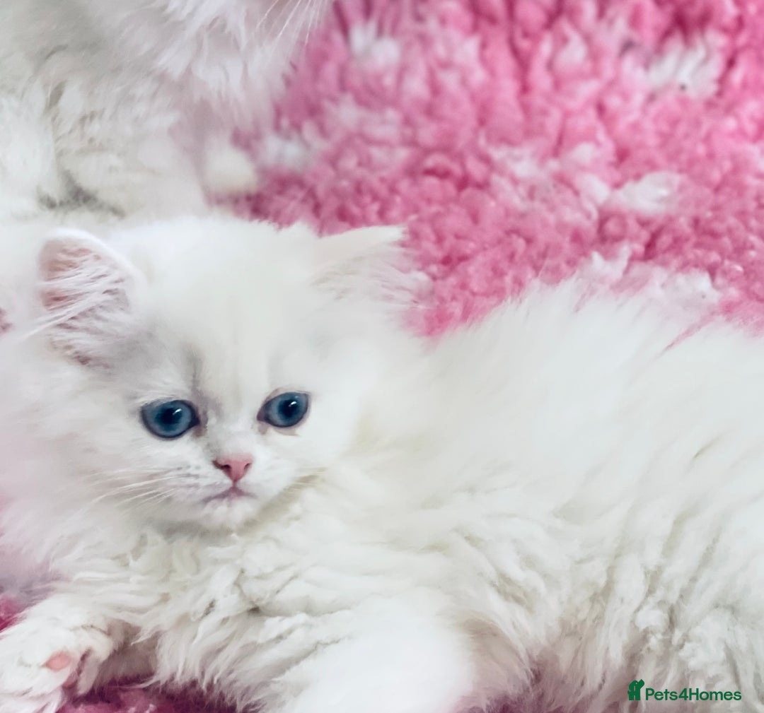 Persian cats for sale: Pure White Persian Girls BLUE EYES & full hearing - Image 7