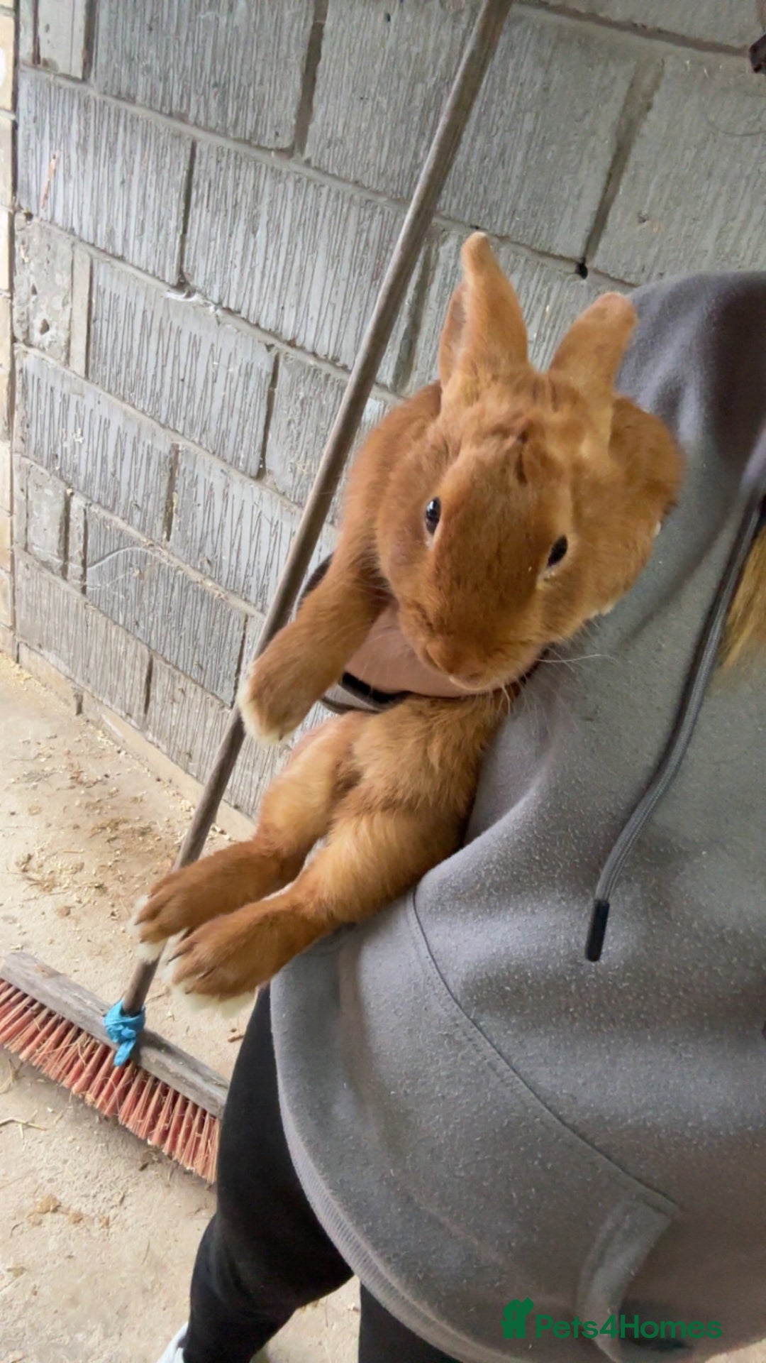 Mini Lop rabbits for sale: Male mini lop  - Image 11
