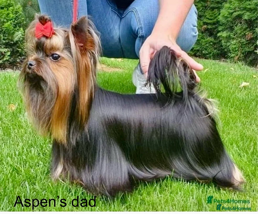 Yorkshire Terrier dogs for stud: Full pedigree Yorkshire Terrier for STUD in Caterham - Advert 11