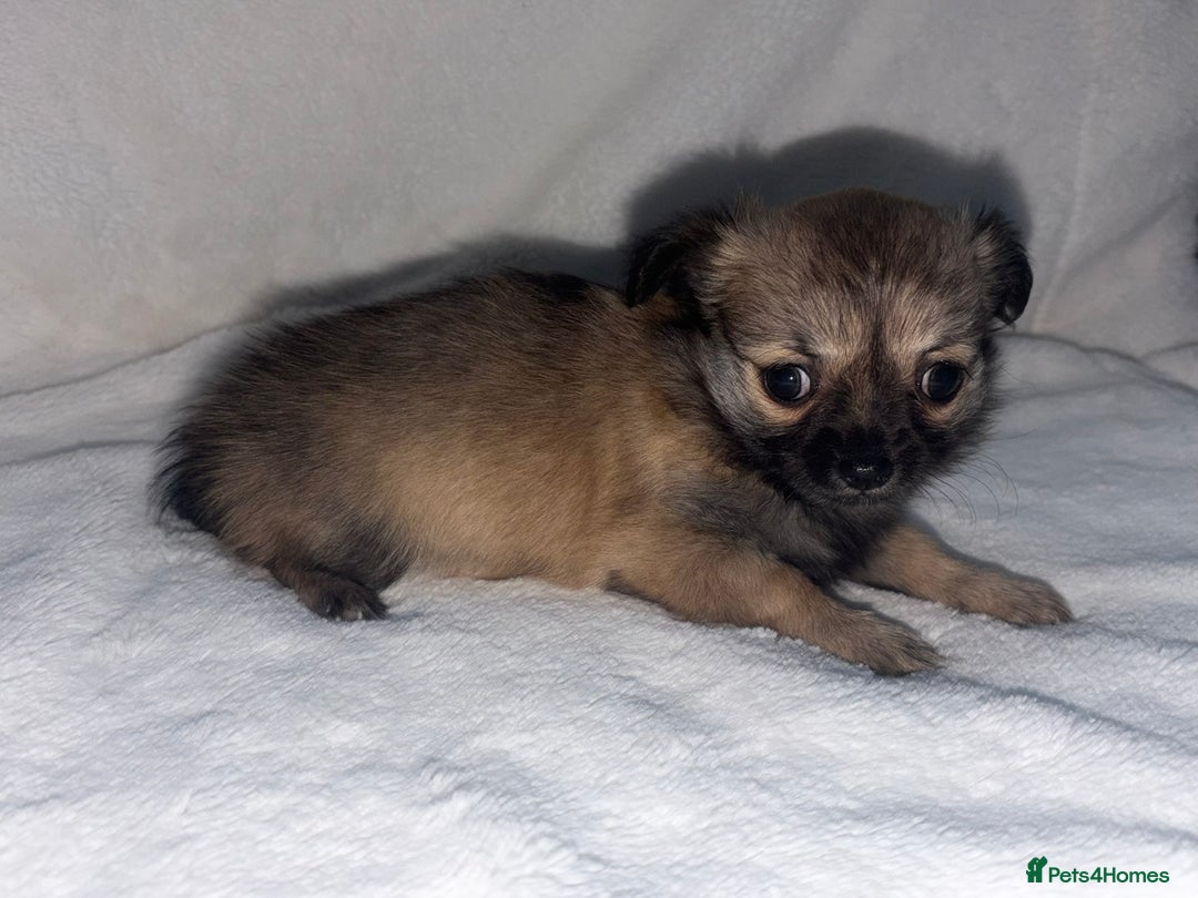 Chihuahua dogs for sale: long hair chihuahua - Advert 5