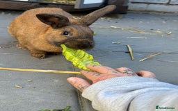 Rex rabbits for sale: Free to a good home  - Image 4