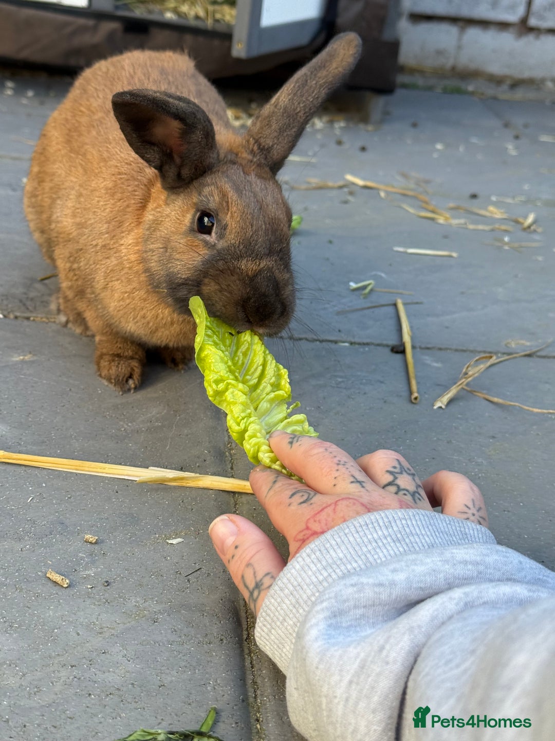 Rex rabbits for sale: Free to a good home  - Image 4