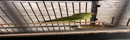 Ringnecks birds for sale: Beautiful Green Ringneck in Bolton - Advert 2