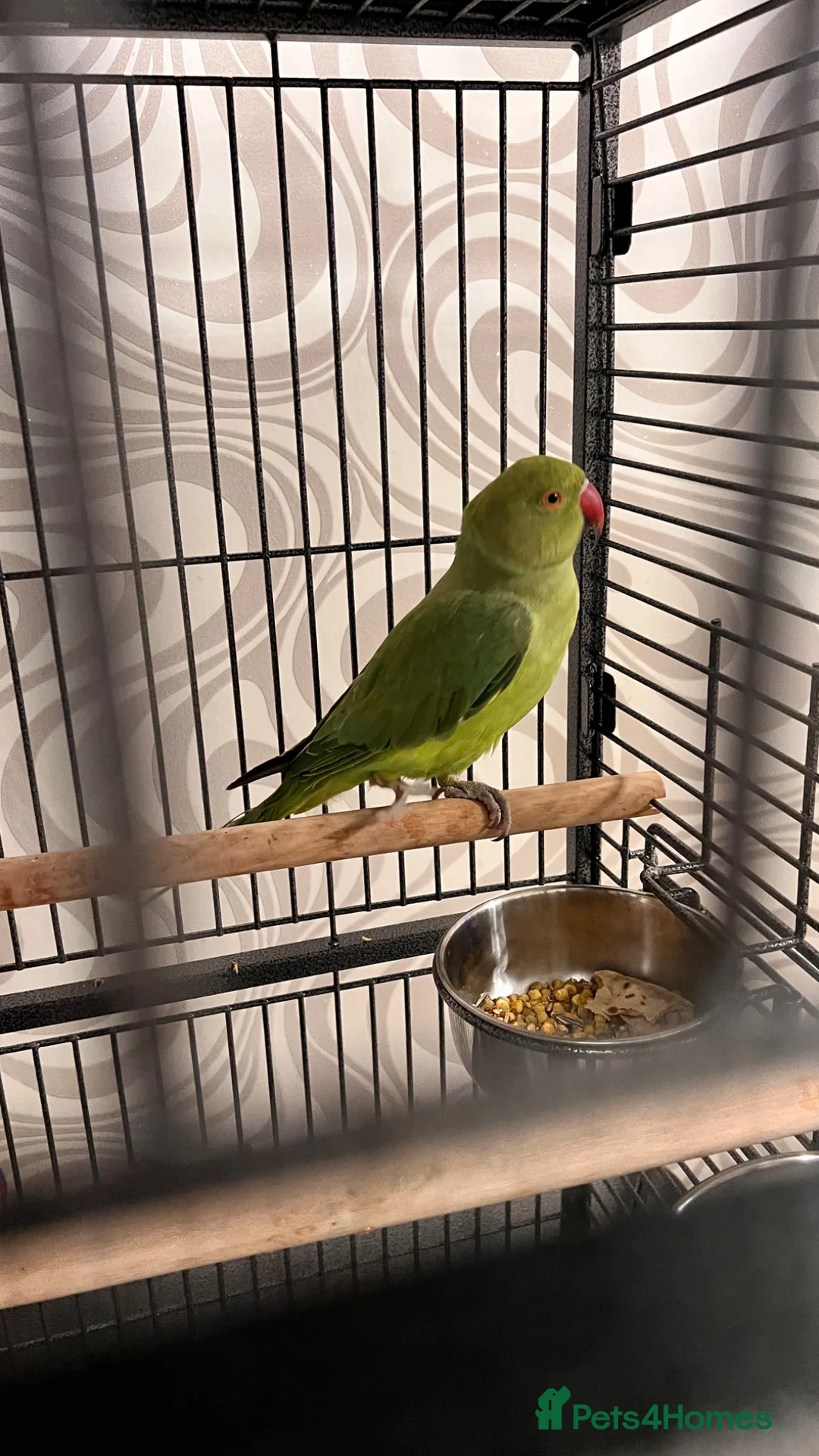Ringnecks birds for sale: Beautiful Green Ringneck in Bolton - Advert 2