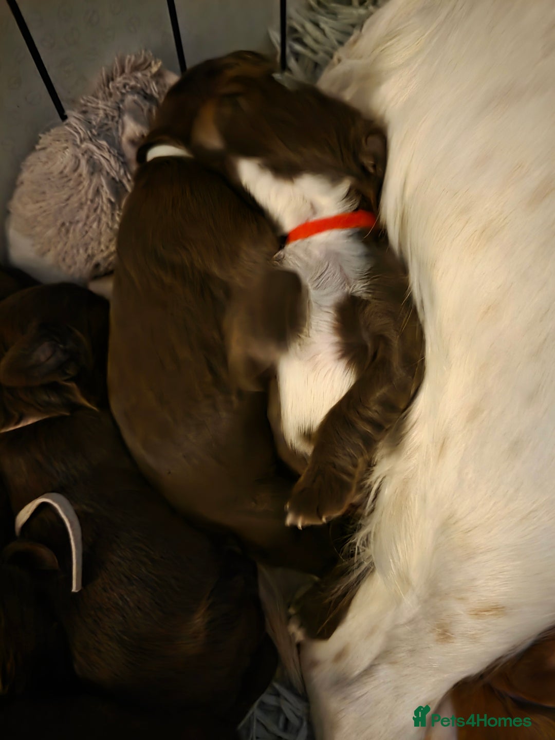 Cocker Spaniel dogs for sale: Beautiful Spaniel pups! - Advert 13