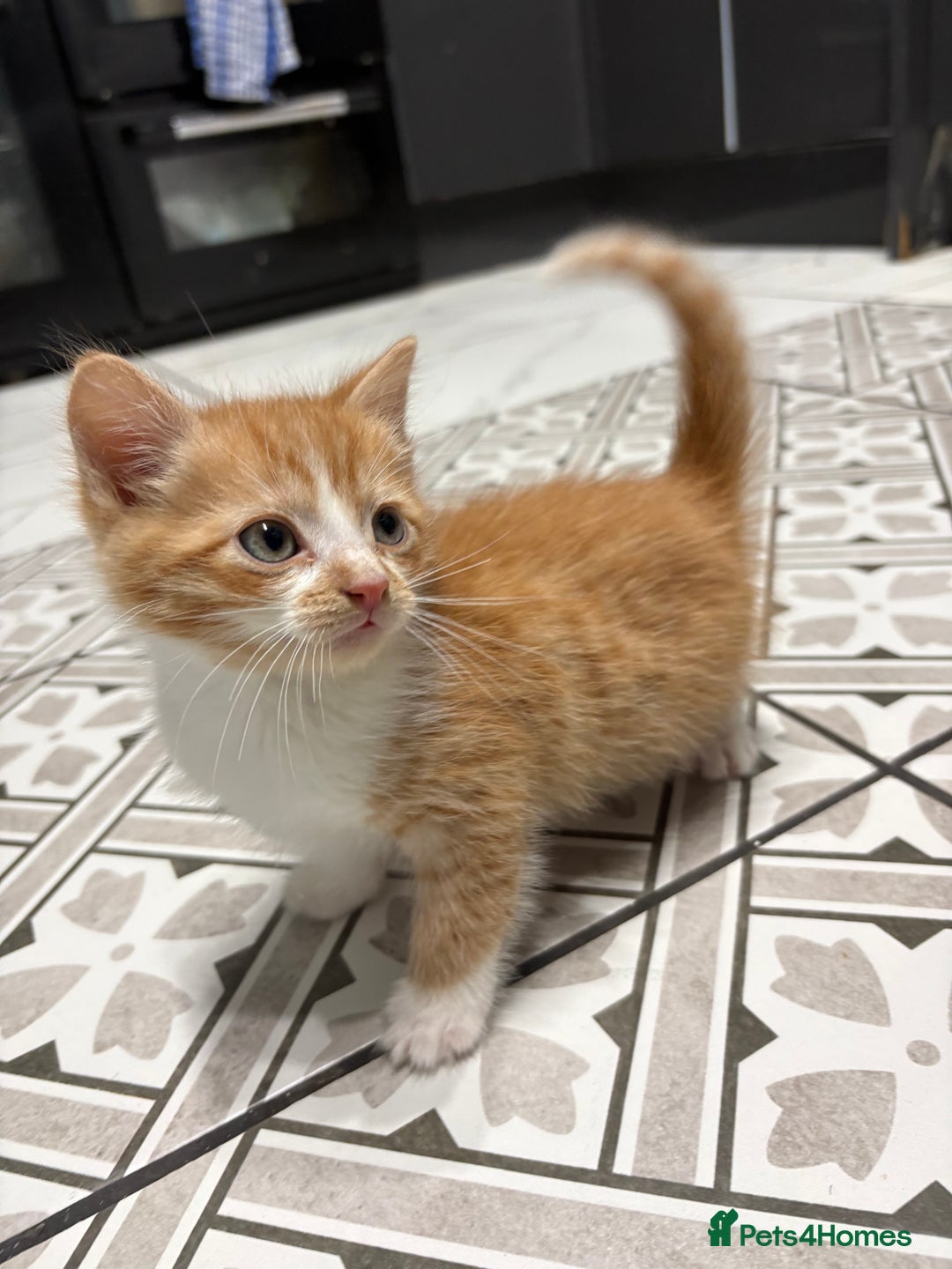 Mixed Breed cats for sale: Ginger Kitten - Advert 1