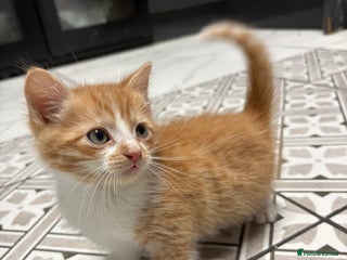 Mixed Breed cats Ginger Kitten - Advert 1