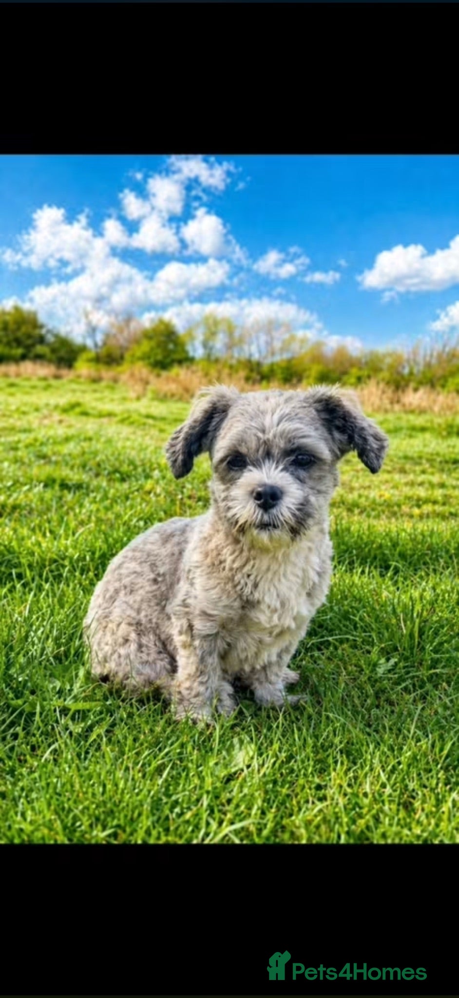 Shihpoo dogs 1 year old Female shihpoo - Advert 13