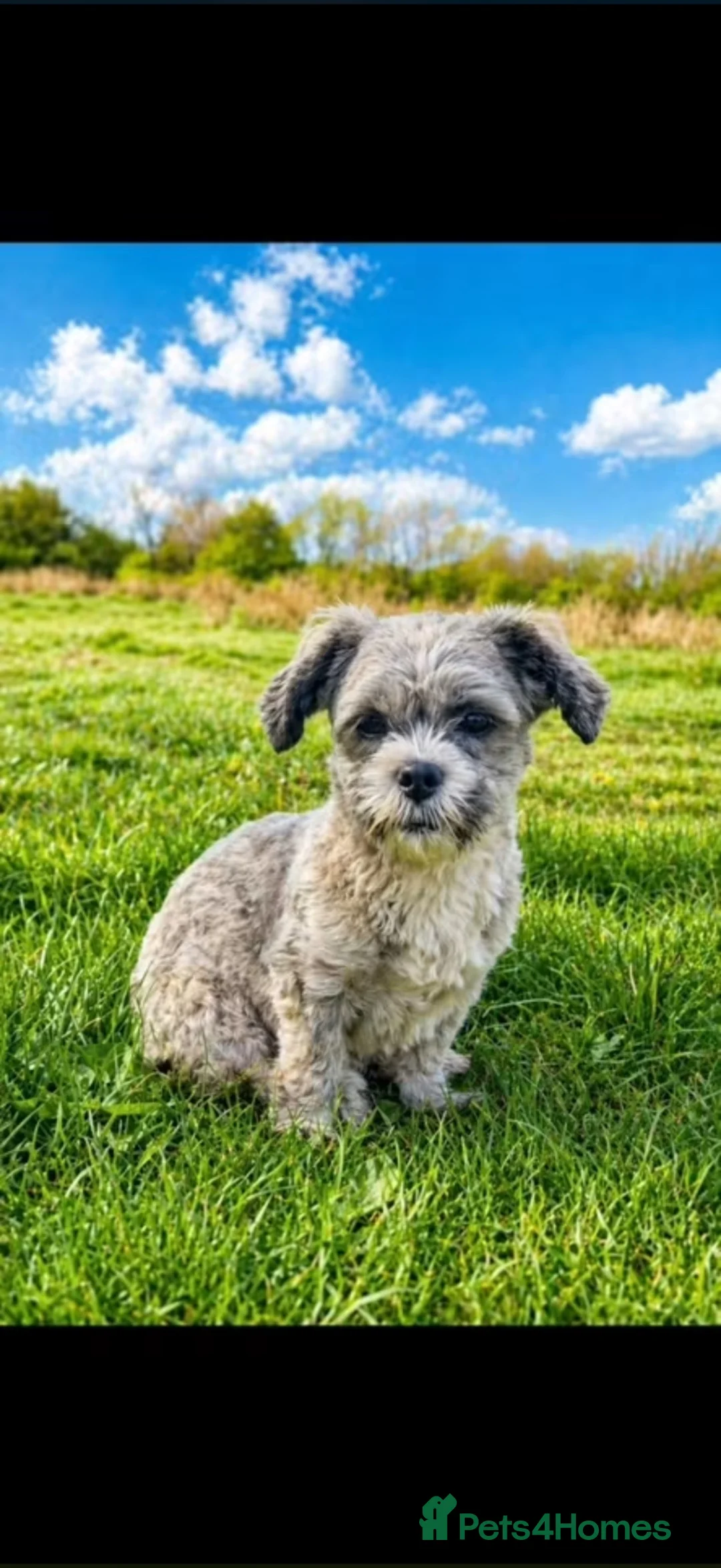 Shihpoo dogs for sale: 1 year old Female shihpoo - Advert 1