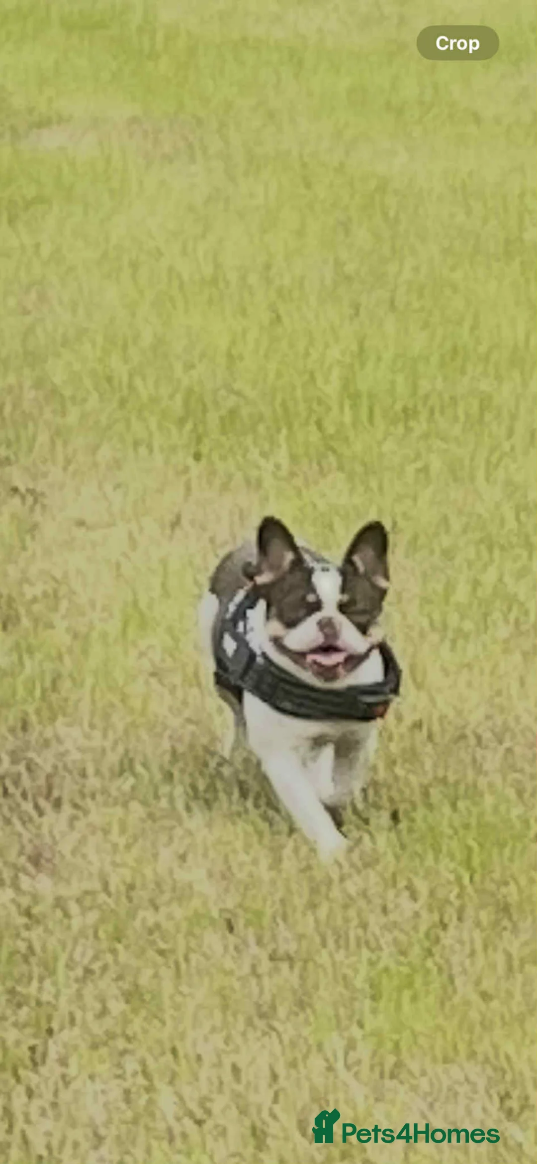 French Bulldog dogs for sale: french bulldog puppies in Glasgow - Advert 1