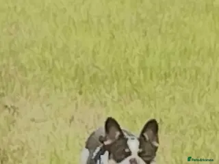 French Bulldog dogs french bulldog puppies - Advert 1