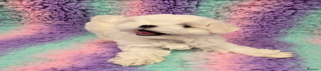 Maltese Puppy 2