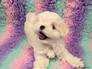 Maltese dogs - Advert 36