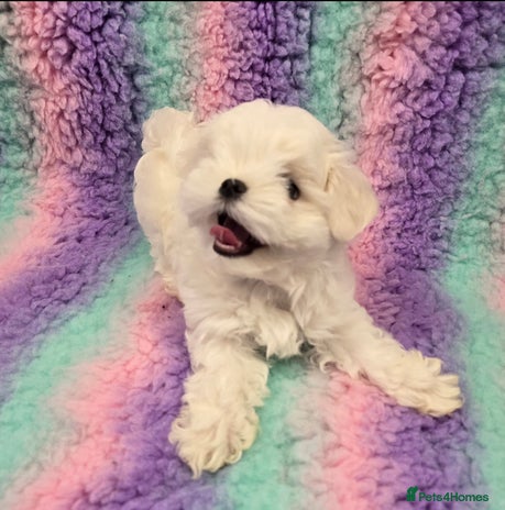 Maltese dogs - Advert 10