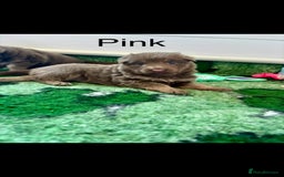 German Shepherd dogs for sale: Kc registered DNA Health tested gsd puppies - Image 16