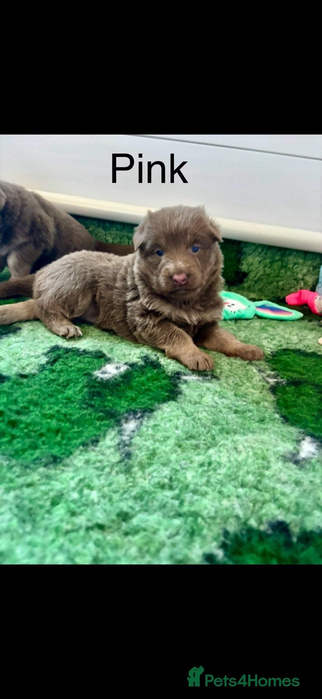 German Shepherd dogs for sale: Kc registered DNA Health tested gsd puppies - Image 16