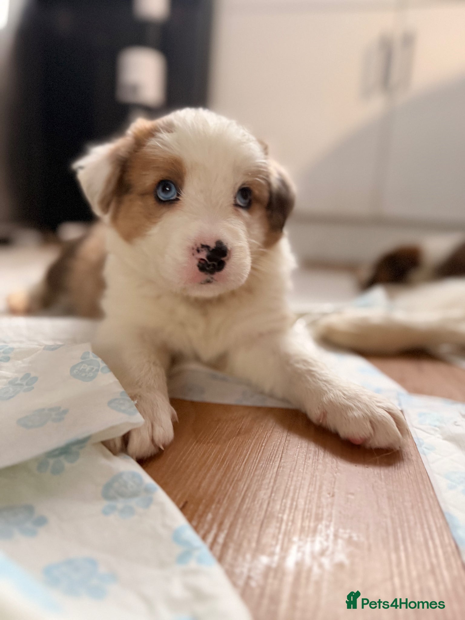 Border Collie dogs Stunning Show line puppies,various colours  - Advert 1