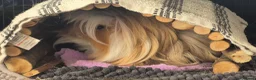 Guinea Pig rodents for sale: 1 Lunkarya male and 1 abyssinian male guinea pig.  in Dudley - Advert 3