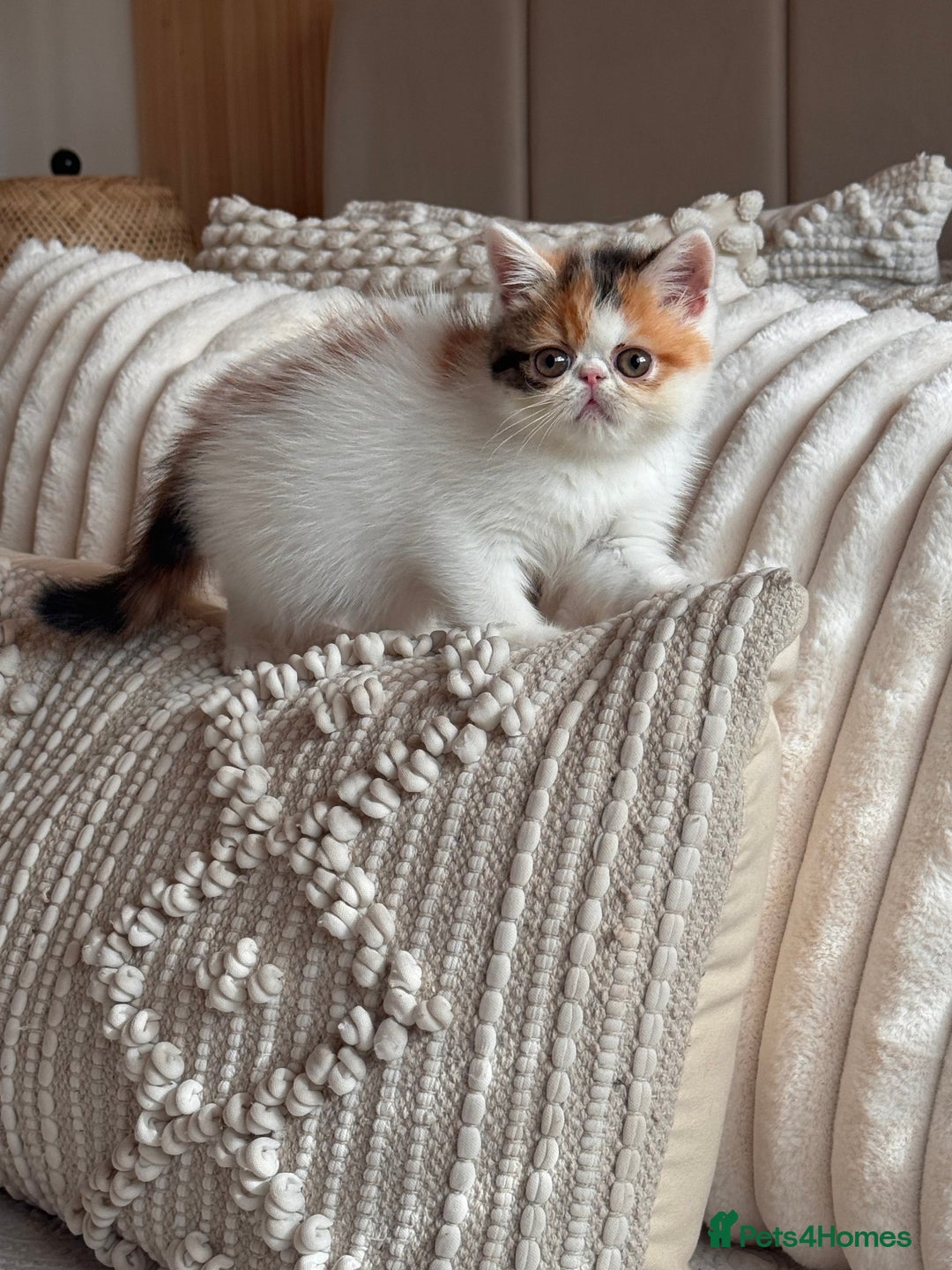 Persian cats for sale: Persian kittens ready now  - Image 6
