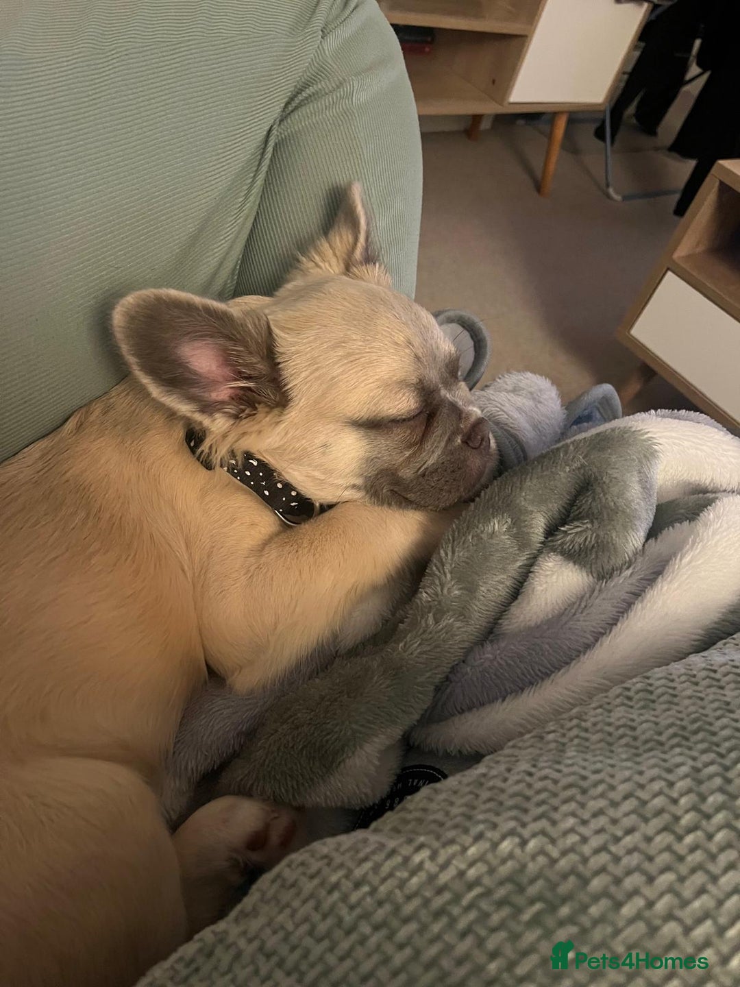 French Bulldog dogs for sale: Fluffy French Bulldog - Advert 6