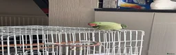 Parrots birds for sale: Alexandrine Ringneck Parrot - Advert 5