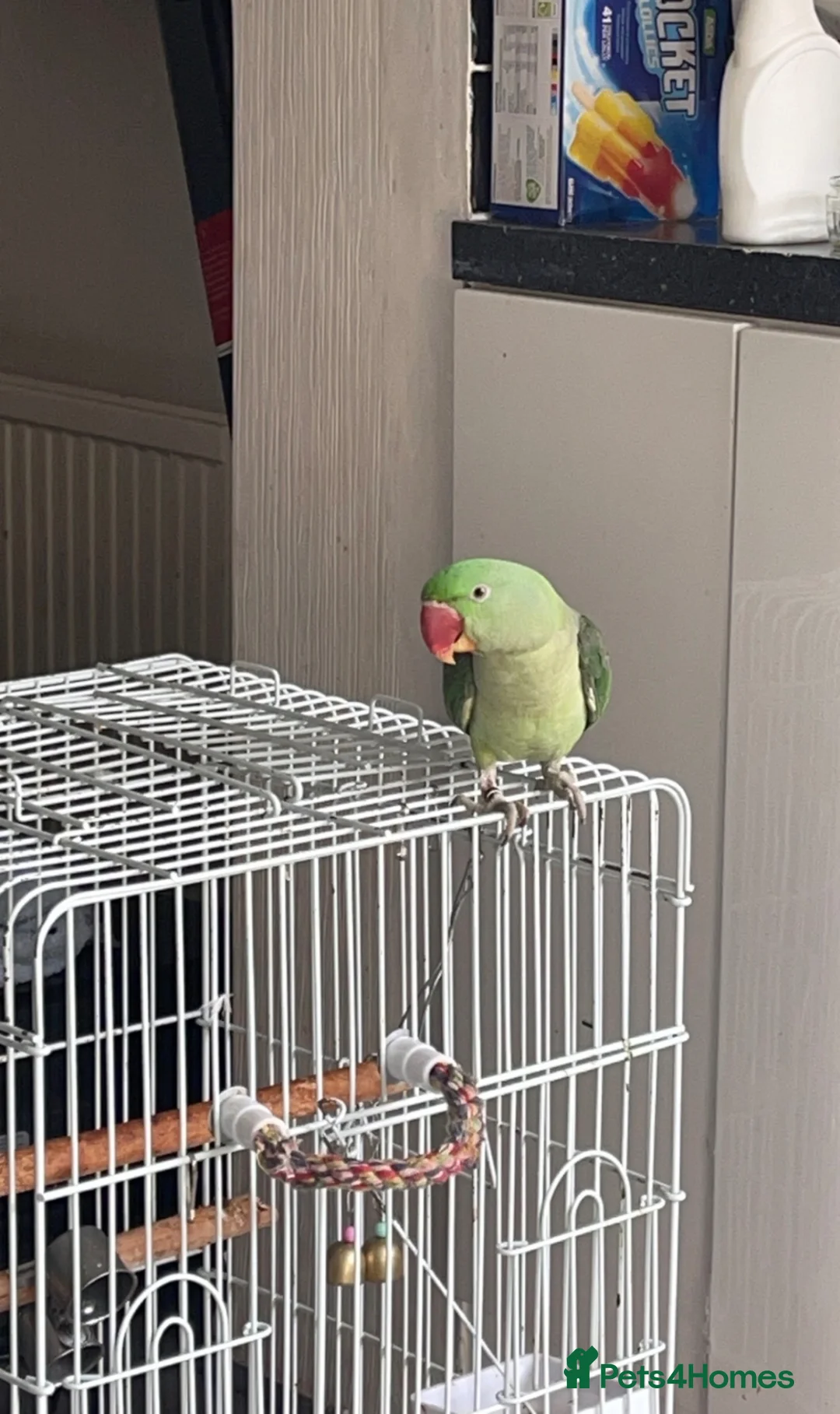 Parrots birds for sale: Alexandrine Ringneck Parrot - Advert 5
