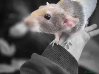 Rat rodents A lovely boy - Advert 2