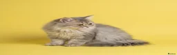 British Longhair cats for sale: TICA registered BLH & BSH Kittens - Advert 19