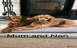 Toy Poodle dogs for sale: Beautiful Red Poodle Puppies - Image 4