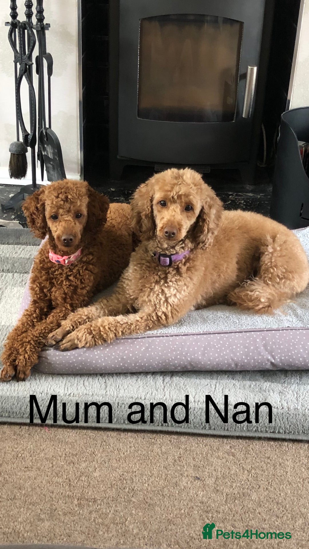 Toy Poodle dogs for sale: Beautiful Red Poodle Puppies - Image 4